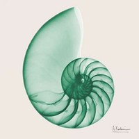 Jade Water Snail 