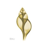 Genie Tulip Shell 2 