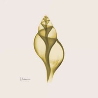Genie Tulip Shell 