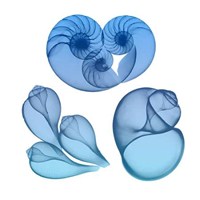 Blue Ombre Sea Life 2