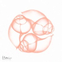 Dry Snail Peach 