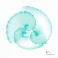 Dry Argonaut Seafoam 