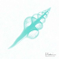 Dry Fusinus Colus Seafoam 