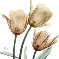 Autumn Tulips 1 