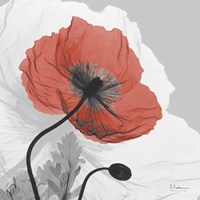 Poppy Prince