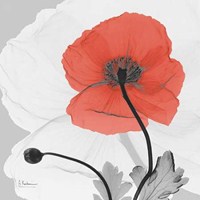 Poppy Princess