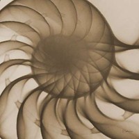 Brown Shell Close Up 