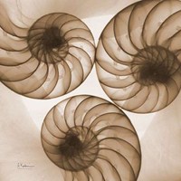 Brown Shell Triple 