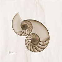Brown Shell Pair 