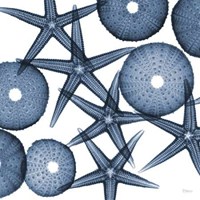 Collage of Starfish and Sea Urchins
