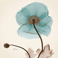 Iceland Poppy Believe 