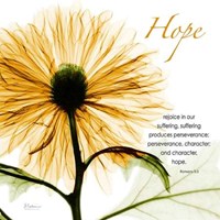 GoldChrysanthemumHOPE