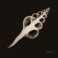 Fusinus Colus_sepia