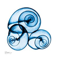 Electric Blue Moonsnails 1 