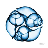 Electric Blue Moonsnails 2 