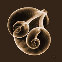 Fig Shells F140 