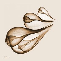 Fig Shells F124 