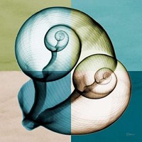 Blue Green Shell 1 
