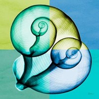 Blue Green Shell 1 