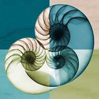 Blue Green Shell 2 