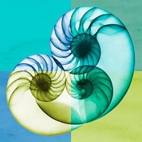 Blue Green Shell 2 