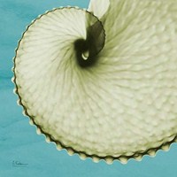 Argonaut