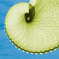 Argonaut