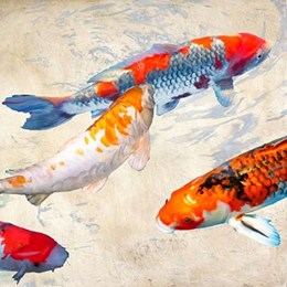 Koi II