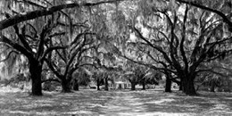 Avenue of oaks, South Carolina