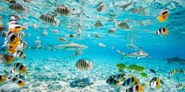 Fish and sharks in Bora Bora lagoon 