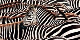 Herd of zebras 