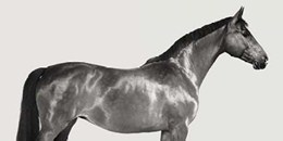 Kingsman Cavalier- English Thoroughbred 