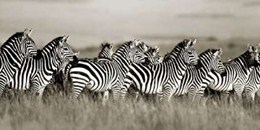 Grants zebra, Masai Mara, Kenya