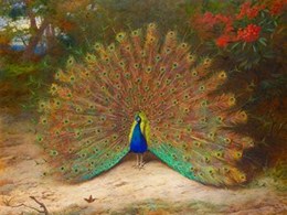 Peacock and Peacock Butterfly 