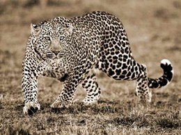 Leopard