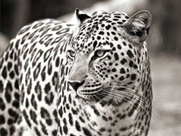 Portrait of leopard, South Africa