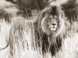 Male lion