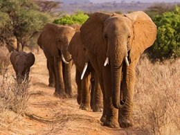 Herd of African Elephants- Kenya