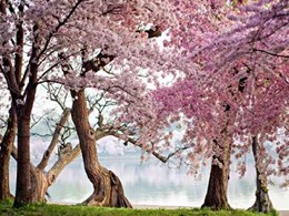A row of cherry trees bloom at sunrise on the edge of the tidal basin. Washington- USA
