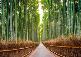 Bamboo Forest- Kyoto- Japan 