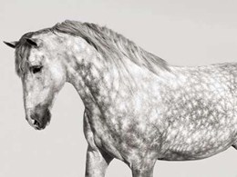 Leia- Andalusian Pony 