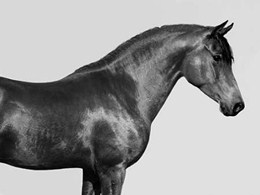 Orpheus- Arab Horse 