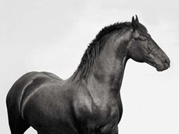 King Mamba- Stallion 