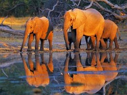 African elephants, Okavango, Botswana 