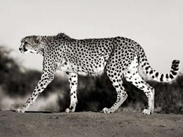 Cheetah, Namibia, Africa 