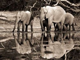 African elephants, Okavango, Botswana 
