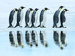 Emperor penguin group, Antarctica 