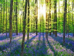 Beech forest with bluebells, Belgium