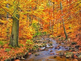Beech forest in autumn, Ilse Valley, Germany 