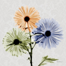 Multi Chrysanthemum